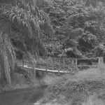 bridge in the rainforest