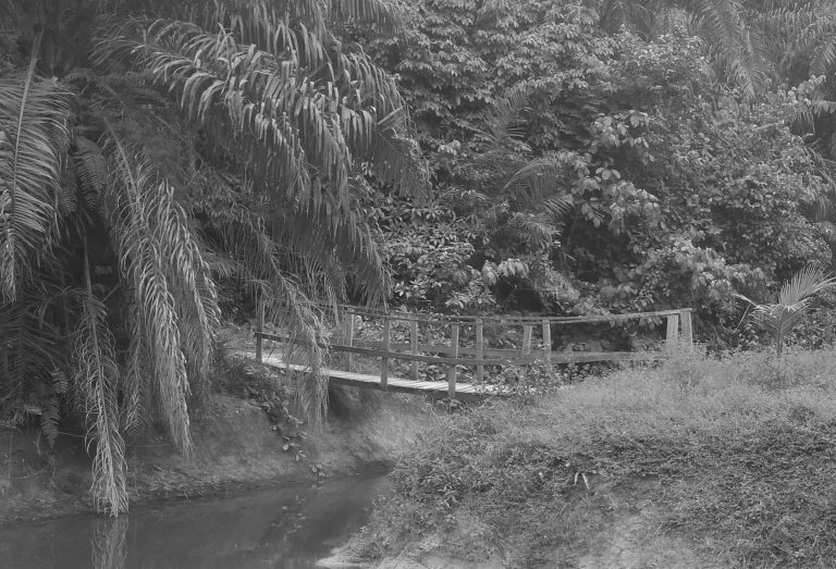 bridge in the rainforest