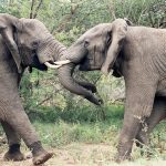 elephants fighting