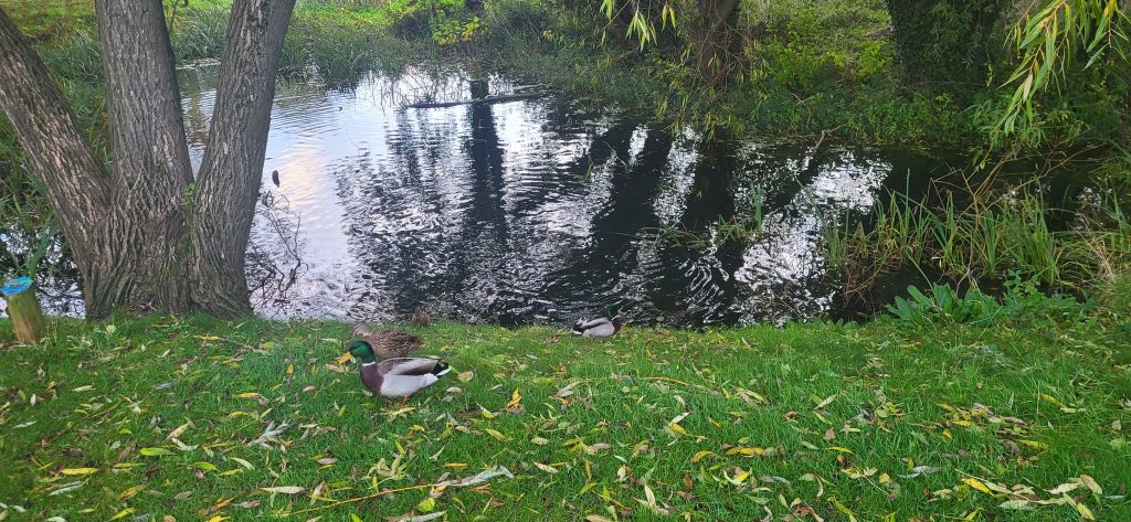 Mallard duck by a pond