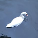 Swan-at-Furzton-Lake.