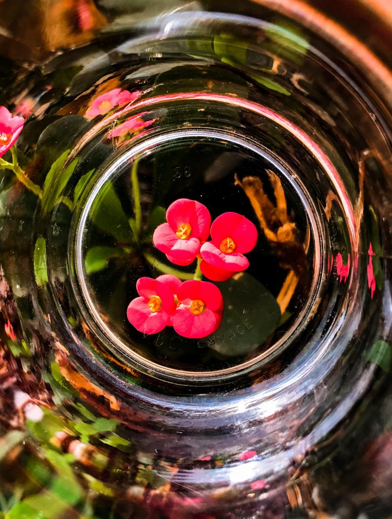 Worm's eyeview of flowers in glass cup